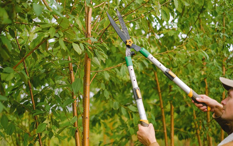 Tree trimming in Grassy Butte, ND