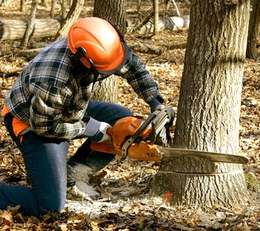 Tree Removal in Grassy Butte, ND